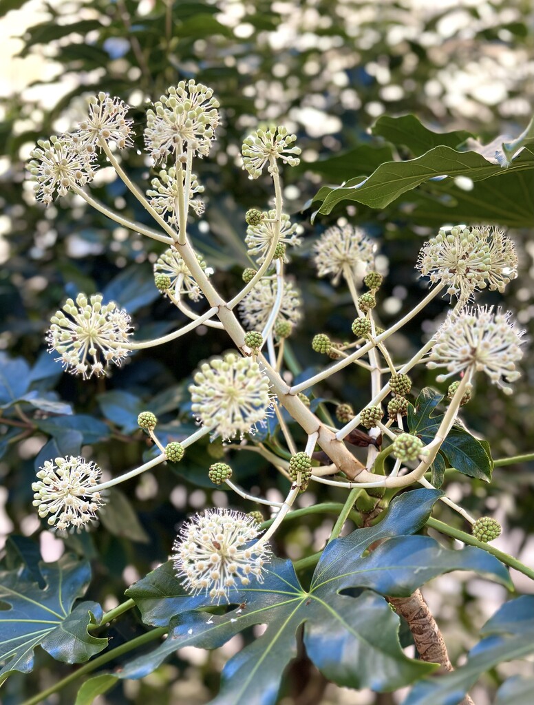 Fluffy balls of pollen… spotted as I smooched through the square. by beverley365