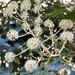 Fluffy balls of pollen… spotted as I smooched through the square.