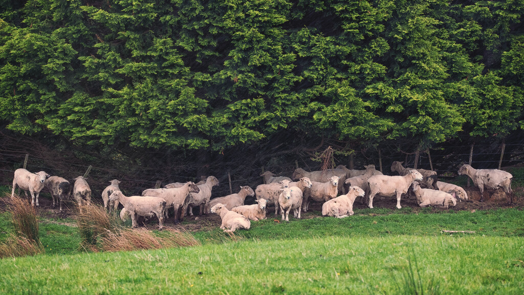 Sheep Shelter by helenw2