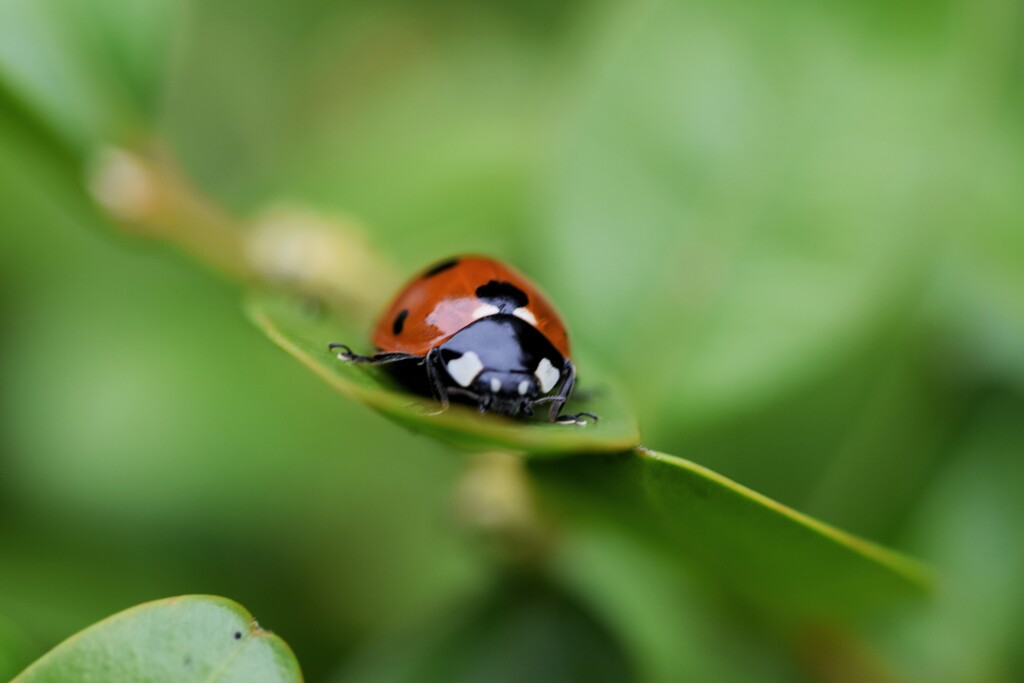 Ladybird on a leaf by dragey74