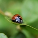 Ladybird on a leaf