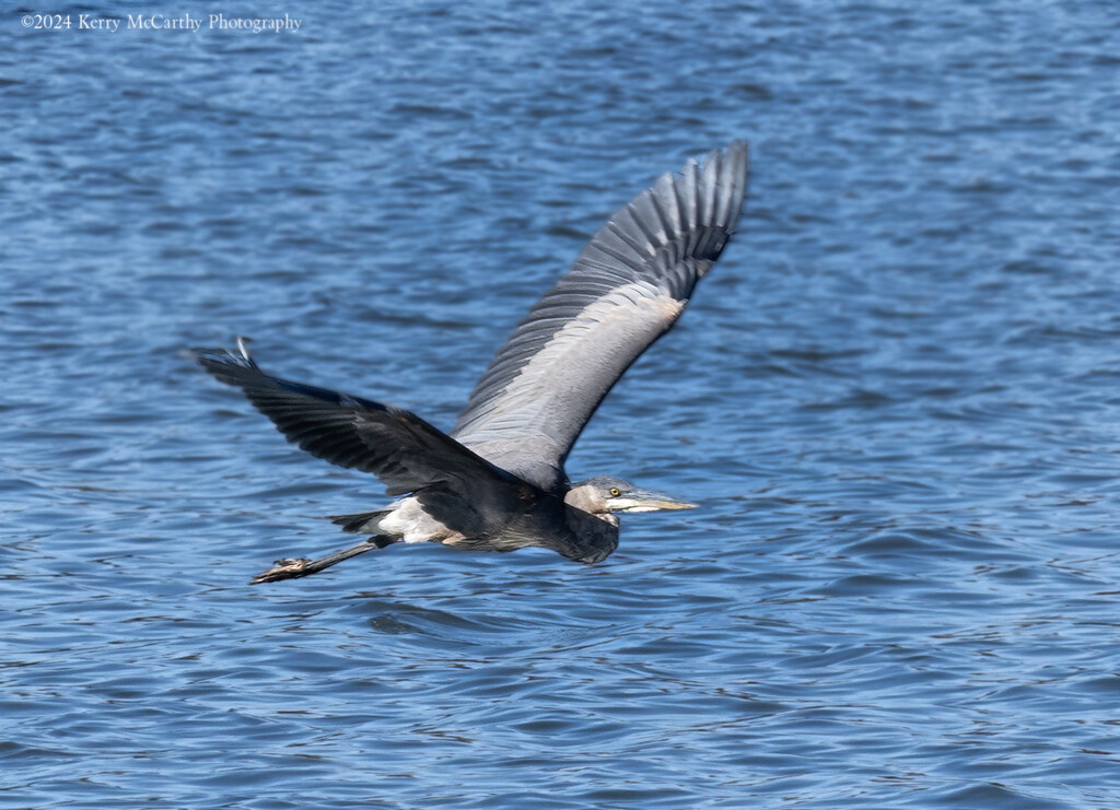 Fly by by mccarth1