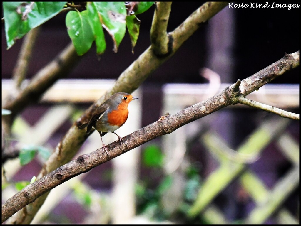 Hello little bird by rosiekind