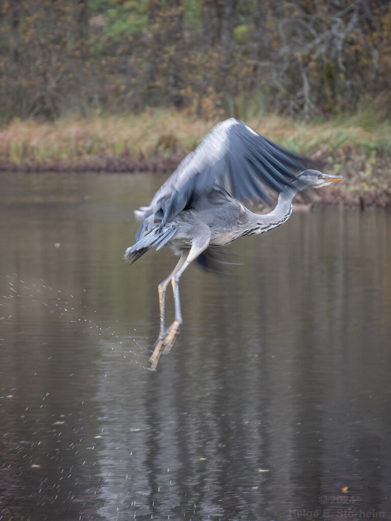 Heron taking off by helstor365