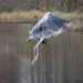 Heron taking off