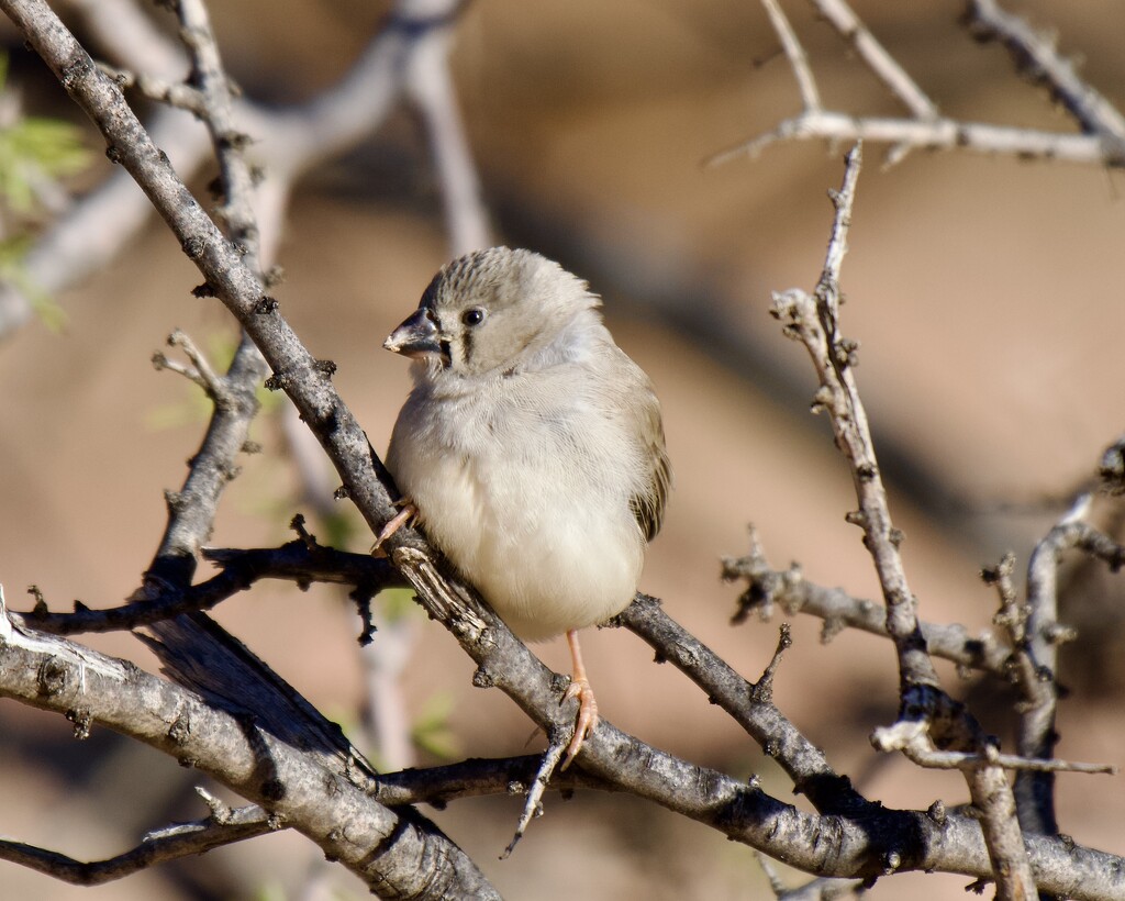 Zebra Finch P9285414 by merrelyn