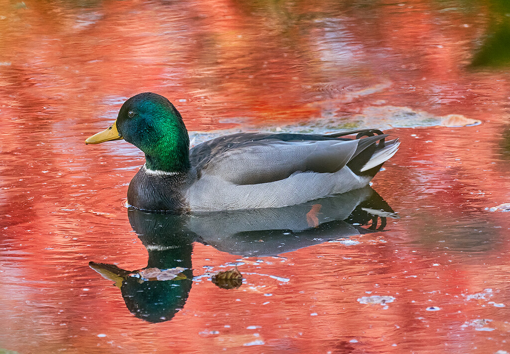 Duck, in an Autumn Pond by gardencat