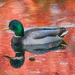 Duck, in an Autumn Pond