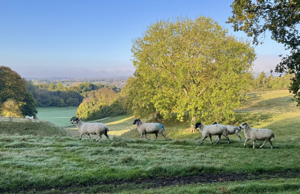 A bucolic scene  by jeremyccc