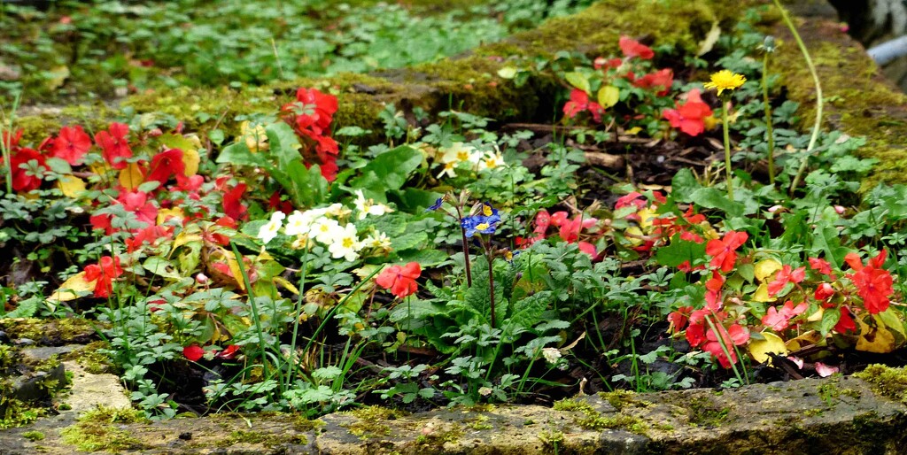 Flower Border by arkensiel