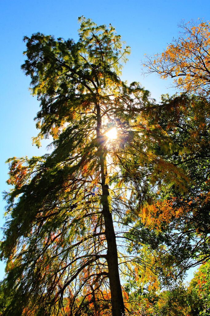 Autumn Hike 35 - Blue Day Cedar by juliedduncan