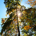 Autumn Hike 35 - Blue Day Cedar