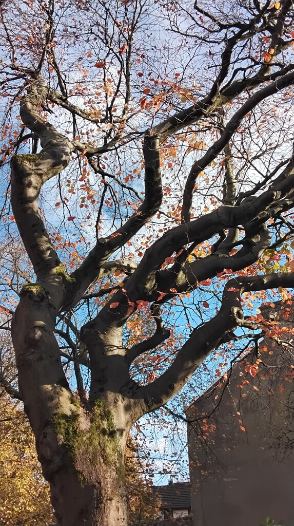 Autumn Beech tree. by grace55