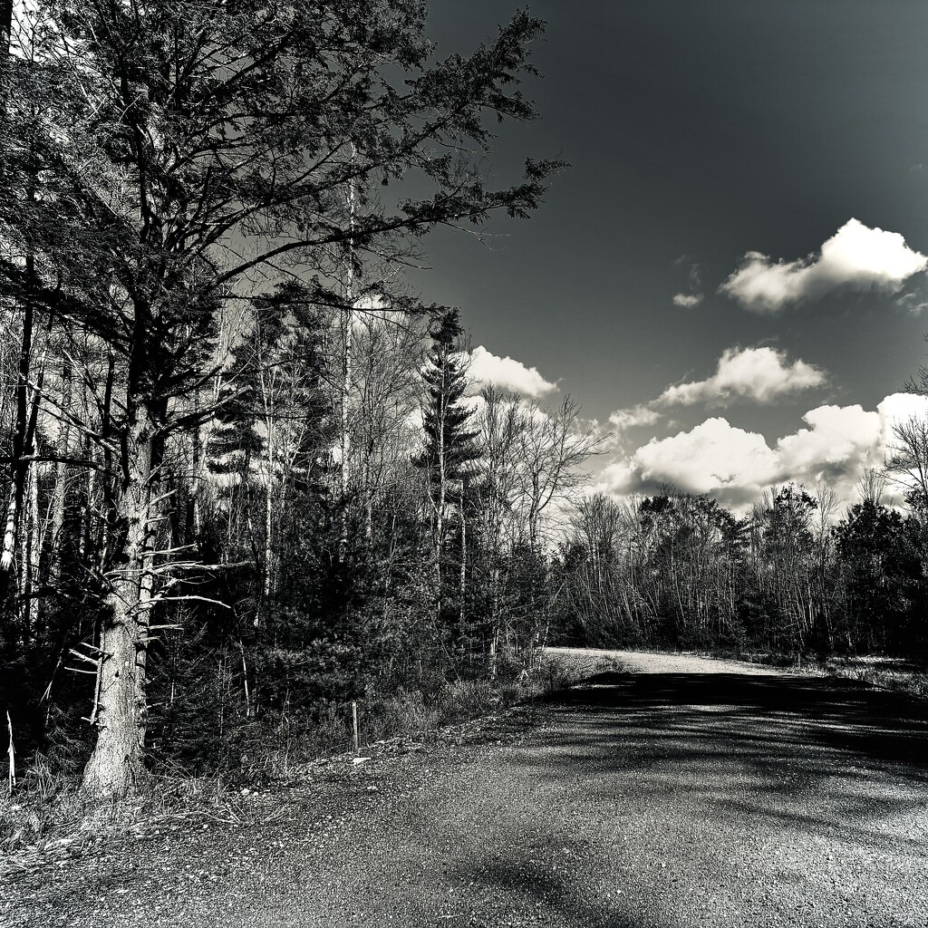 Leaves Fade Into Monochrome World by rickaubin