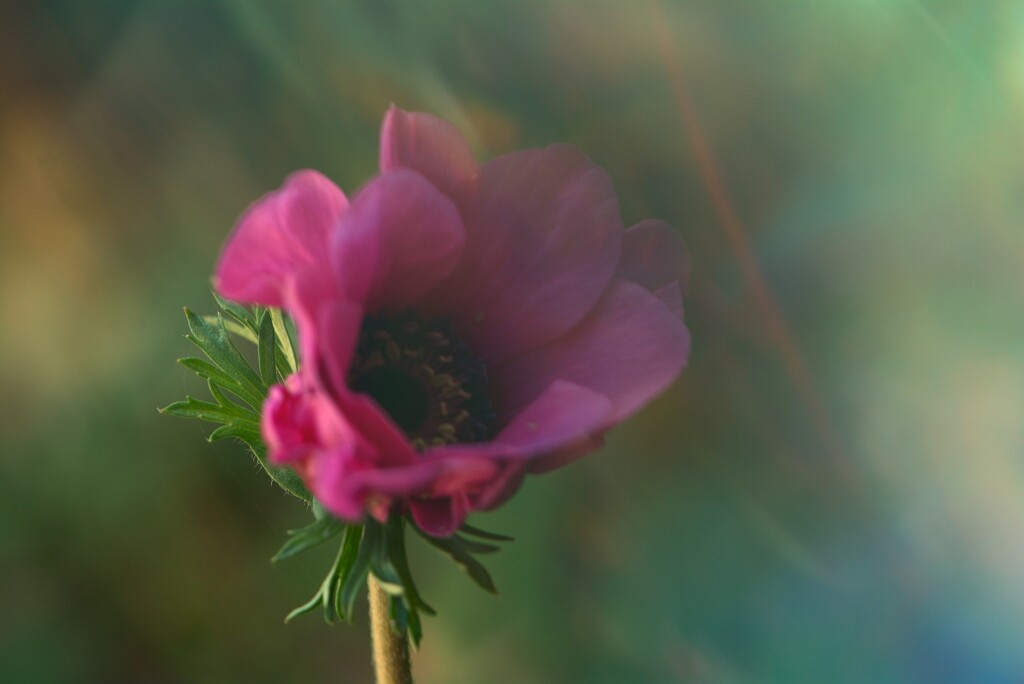 Anenome in the garden~~~~~ by ziggy77