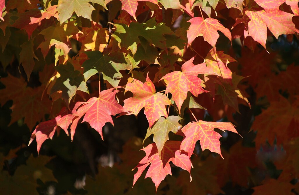 Maple tree leaves by mittens