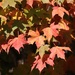 Maple tree leaves