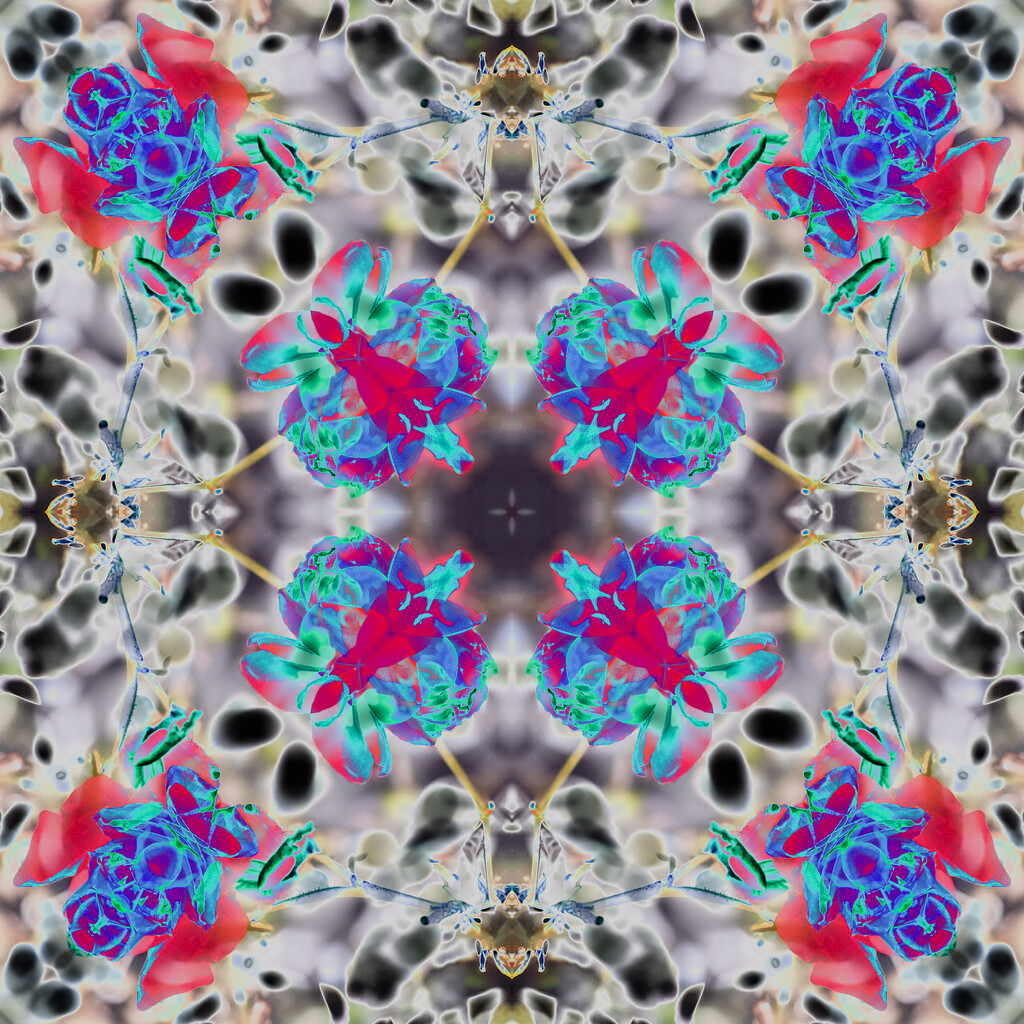 Roses Kaleidoscope solarized by k9photo