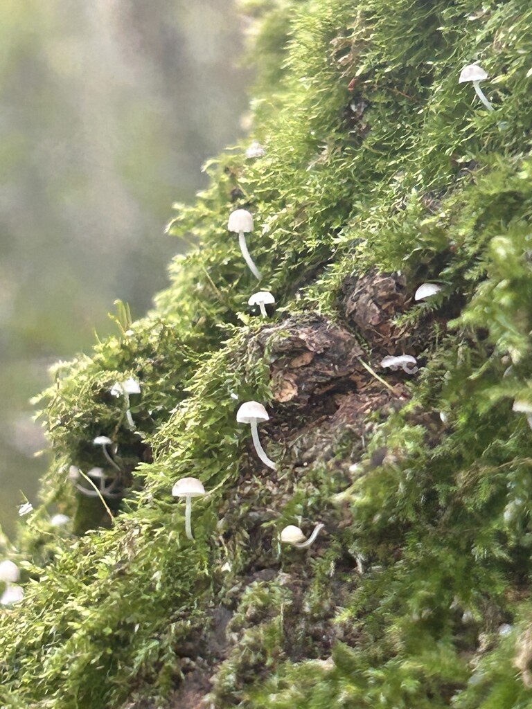 Moss Funghi by phil_sandford