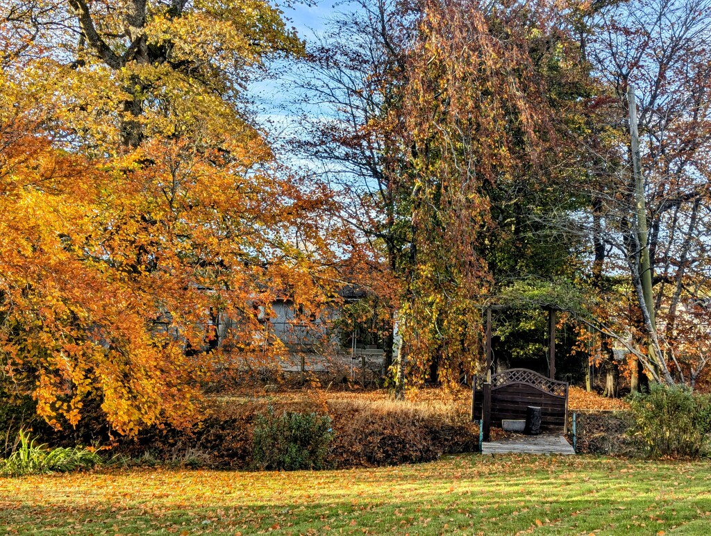 Gold in the garden  by sarah19