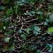 Fungus and ivy