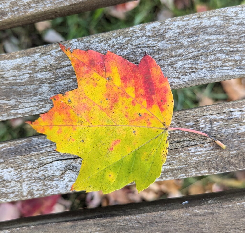 Tri-colored leaf by julie