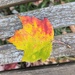 Tri-colored leaf