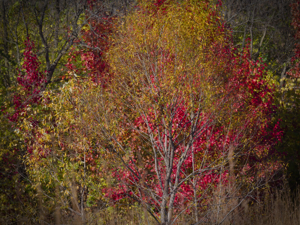 Autumn bare tree by rminer