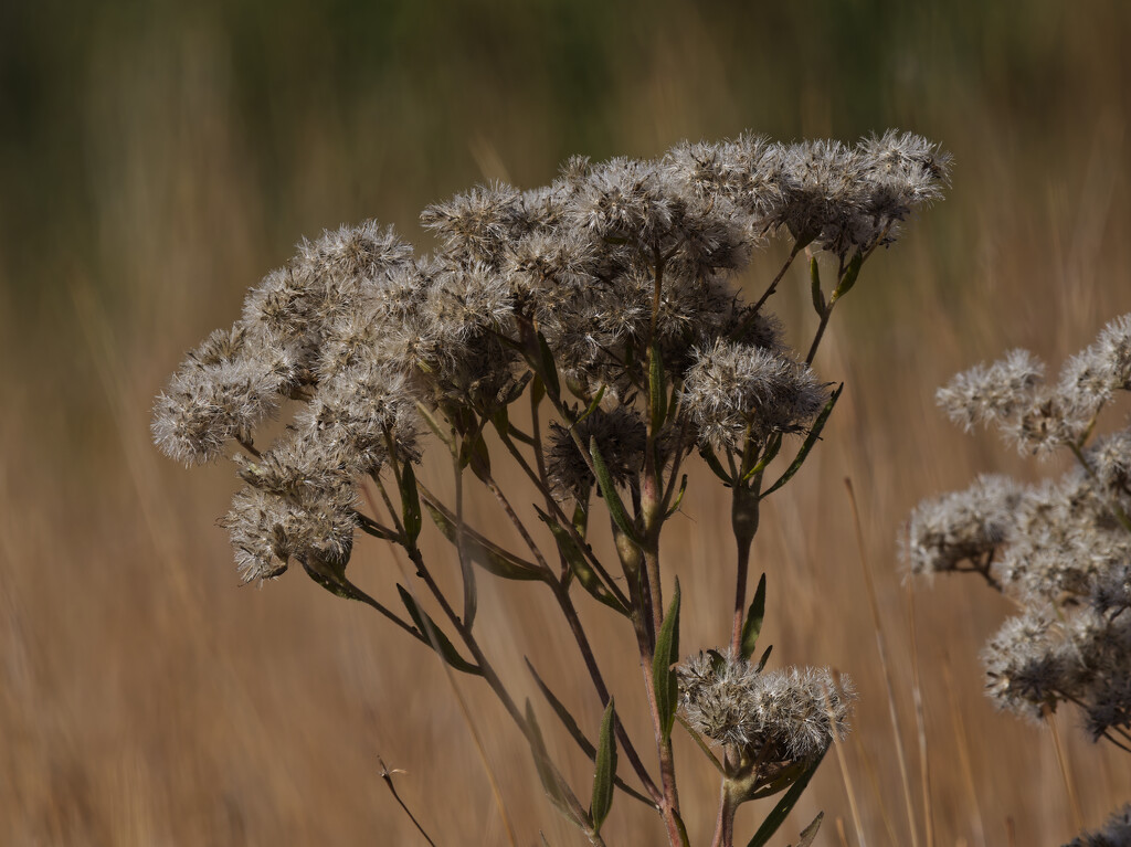 Tall boneset seeds by rminer