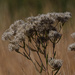 Tall boneset seeds