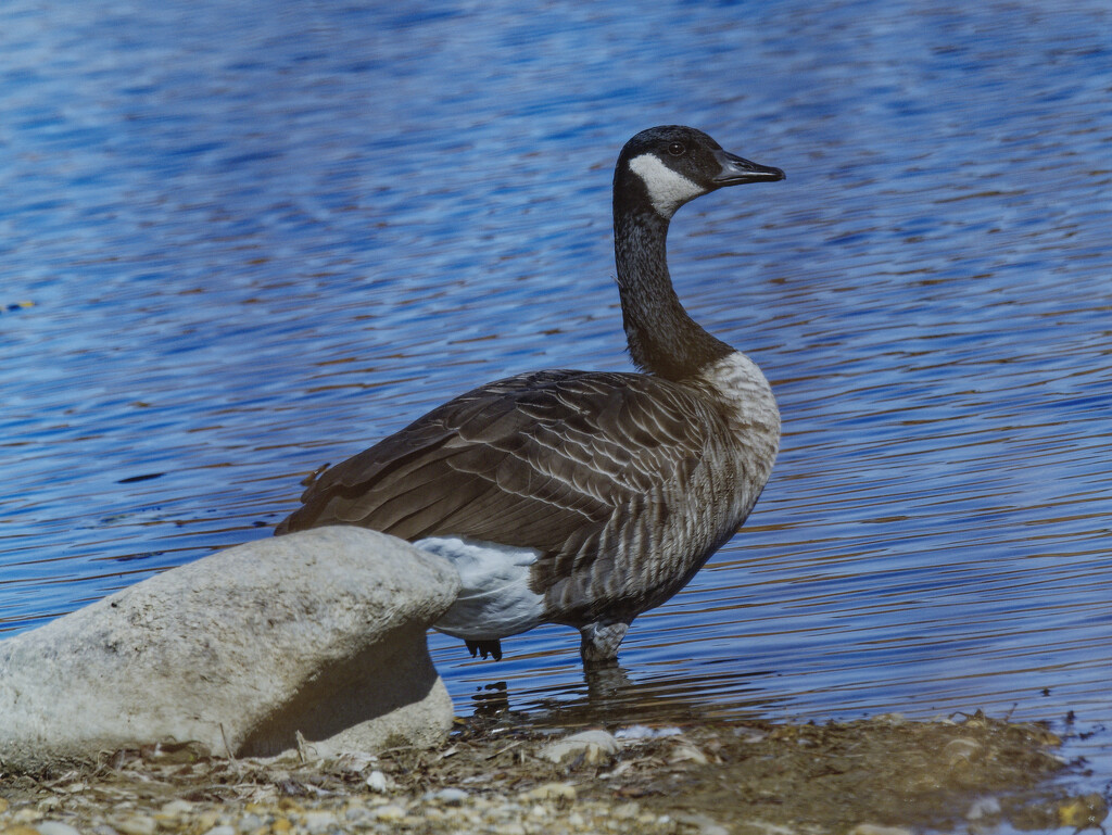 Cool Canada goose by rminer