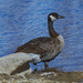 Cool Canada goose