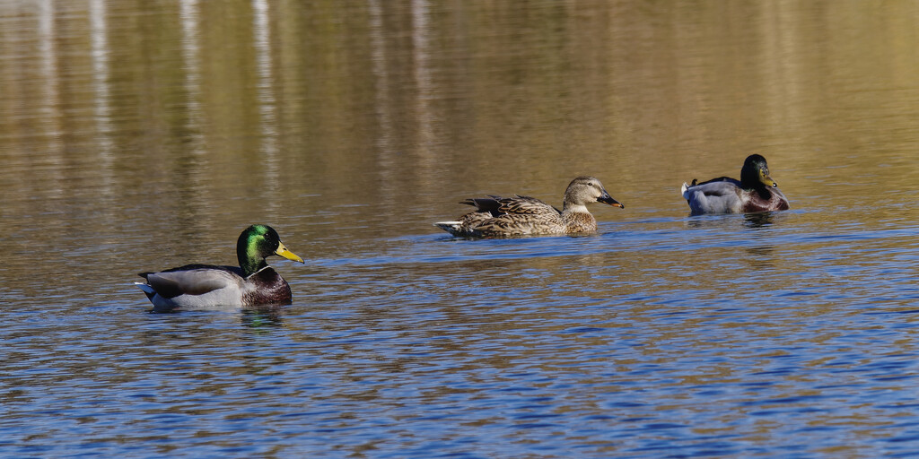 mallards by rminer