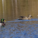 mallards