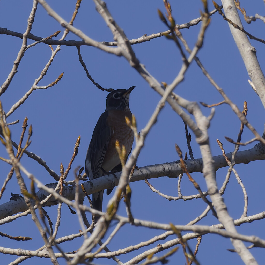 American robin by rminer