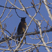 American robin