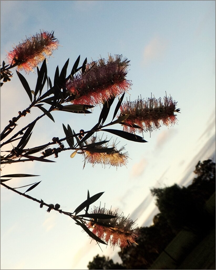 It's been a great year for Bottlebrushes! by robz