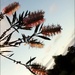 It's been a great year for Bottlebrushes!