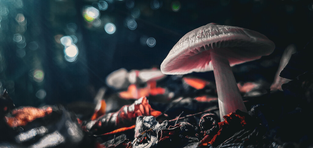 Dappled 'Shroom by hannahcallier