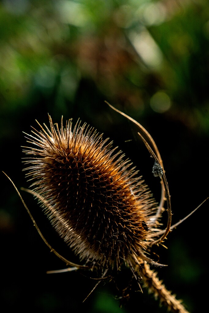 Prickly by hannahcallier