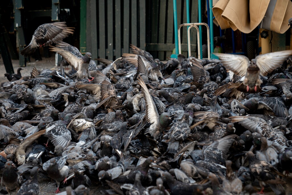 Feeding frenzy by hannahcallier