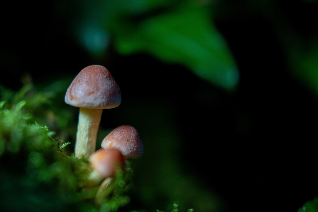 Little Stools by hannahcallier