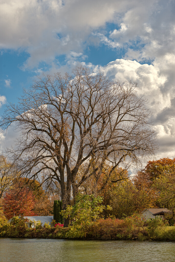 Tree2 by darchibald