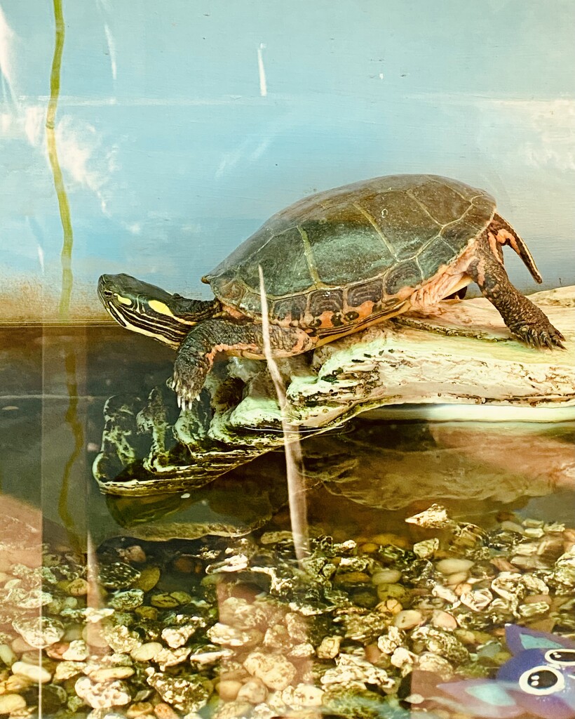 Painted Turtle named Slick by mtb24