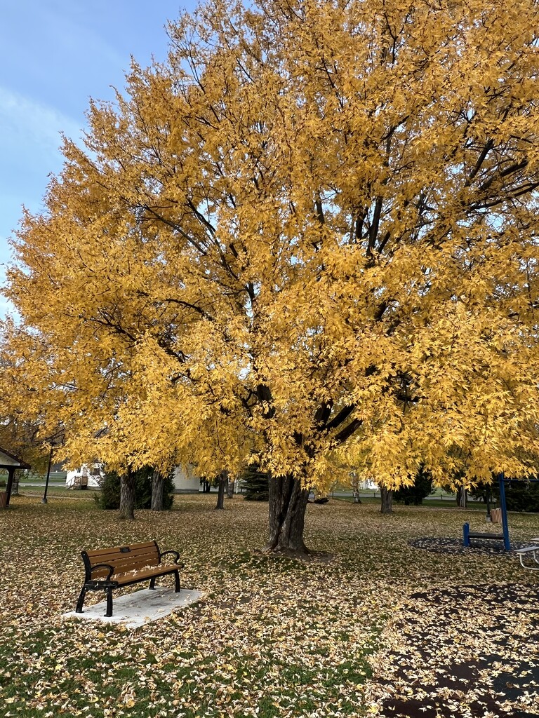 Maple Tree by radiogirl