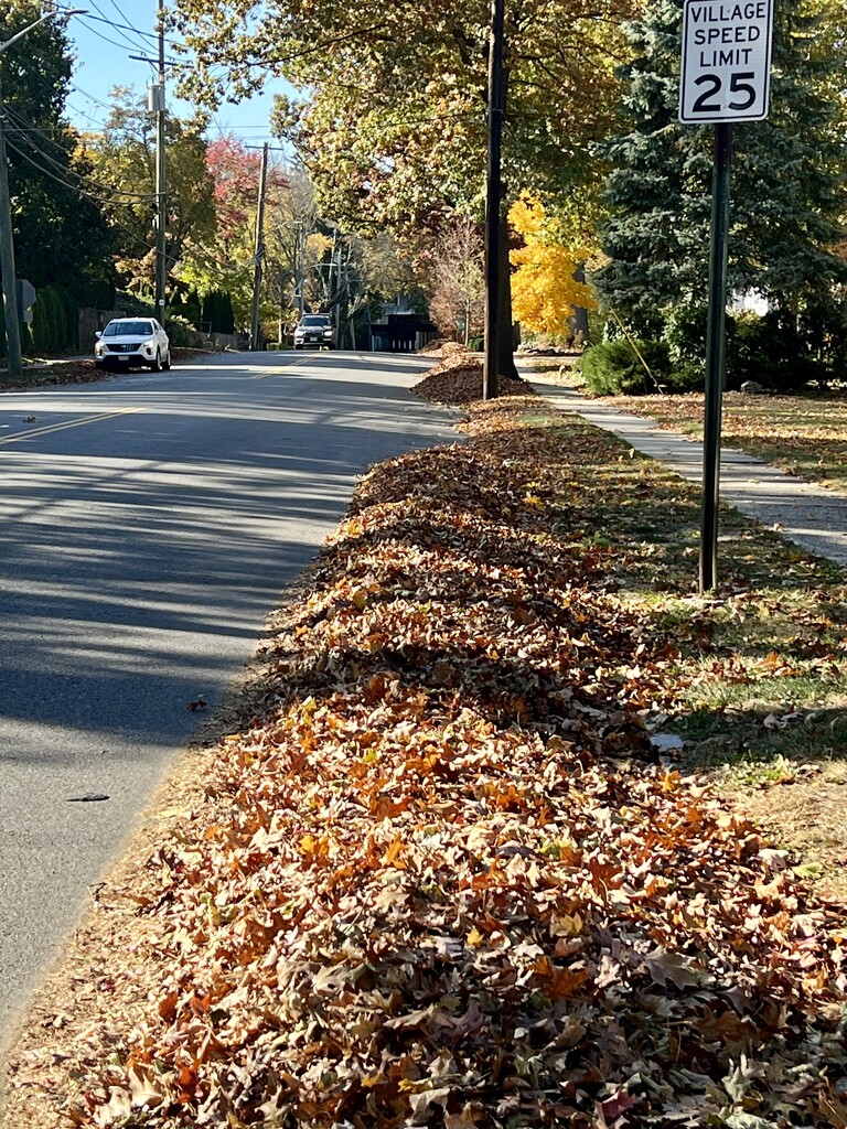 Leaf mounds by cwgould