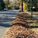 Leaf mounds