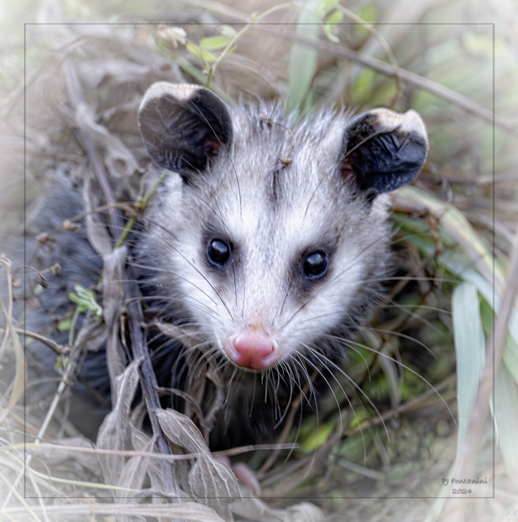 Baby Opossum by bluemoon