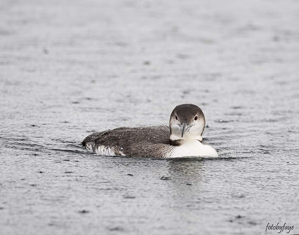 Swimming I'm the rain by fayefaye