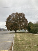 26th Oct 2024 - A Favourite Tree